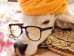 Jodhpur: महिला के लिए बेटे से भी खास है गाय का बछड़ा, Cow House की ये तस्वीरें आपका मोह लेंगी मन