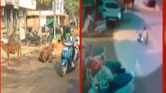 વડોદરામાં રખડતા ઢોર પકડવાના મનપાના દાવા પોકળ, જુઓ ગુજરાતી ન્યુઝ