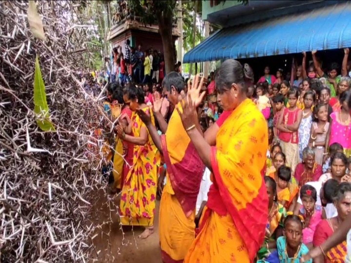 Watch video |  7 அடி முள்படுக்கையில் படுத்துக்கொண்டே அருள்வாக்கு வழங்கிய பெண் சாமியார்..