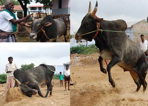ஜல்லிக்கட்டுக்கு தயாராகும் காளைகள்..!