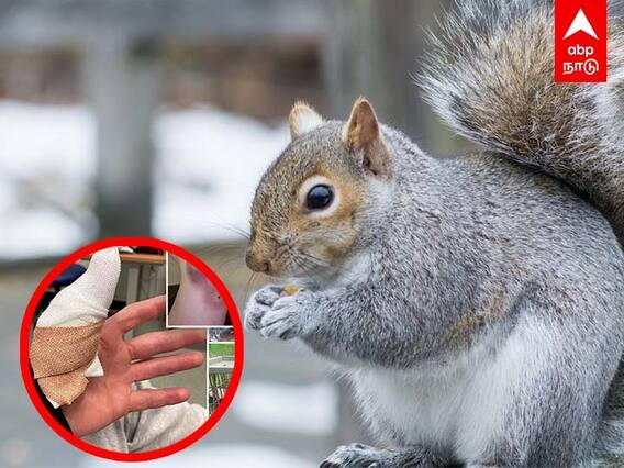 Squirrel Attack in Britain: அணிலை கருணை கொலை செய்த அரசு... ஏன் தெரியுமா?