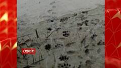 Gosaba Tiger: জঙ্গলে ফিরে গেল রয়্যাল বেঙ্গল টাইগার, স্বস্তির হাওয়া চরঘেরি গ্রামে | Bangla News