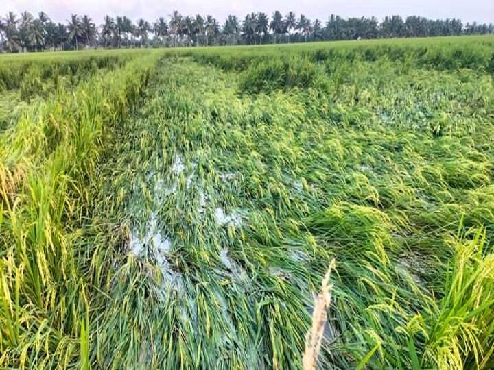 Heavy rains in Thiruvarur damage 10,000 acres of samba crops ready for harvest திருவாரூரில் பெய்த திடீர் கனமழை - அறுவடைக்கு தயாராக இருந்த 10,000 ஏக்கர் சம்பா பயிர்கள் சேதம்