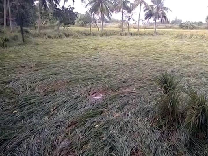 Paddy Field got  damaged due to rain in Thanjavur district திடீர் மழையால் தஞ்சாவூரில் 20,000 ஏக்கர் சம்பா பயிர்கள் சேதம்