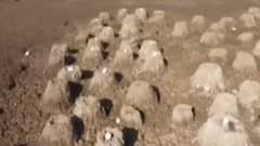 કચ્છઃ નાના રણથી આવ્યા સુંદર દ્રશ્યો સામે, સુરખાબ સહિતના પંખીઓએ મૂક્યા ઈંડા