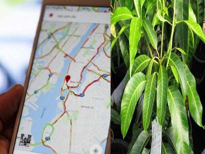 Google Maps Instructs Driver To Turn Into A Mango Tree, Netizens Relate Hard Google Maps | 'லெஃப்ட்ல திரும்புங்க.. மாமரத்துல ஏறுங்க' - பொறுமையை சோதித்த கூகுள் மேப்!!