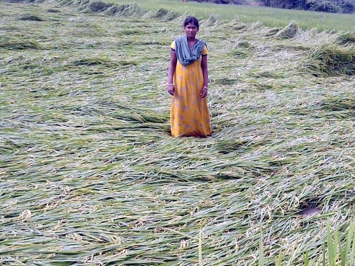 different money is available for each crop Under Pradhan Mantri Fasal Bima Yojana हर फसल के लिए अलग अलग मिलता है पैसा, एक बार बीमा करा लिया तो पछताएंगे नहीं