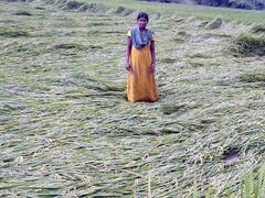 हर फसल के लिए अलग अलग मिलता है पैसा, एक बार बीमा करा लिया तो पछताएंगे नहीं