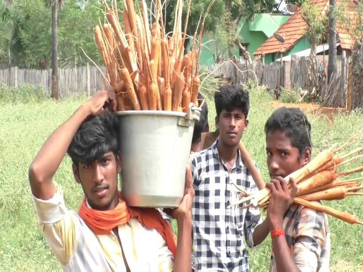 Weed palm tuber cultivation on Pongal festival பொங்கல் திருநாளையொட்டி களைகட்டும் பனங்கிழங்கு  சாகுபடி