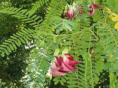 Plant Remedy: इन पौधों को लगाने से पितृ दोष होंगे दूर, आर्थिक स्थिति में भी आएगा सुधार