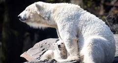 ਜਲਵਾਯੂ ਪਰਿਵਰਤਨ ਦਾ ਵੱਡਾ ਅਸਰ! ਅਮਰੀਕਾ ਛੱਡ ਰੂਸ ਵੱਲ ਭੱਜਣ ਨੂੰ ਮਜਬੂਰ ਹੋਏ ਭਾਲੂ