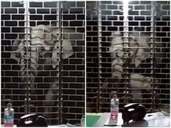 Watch: हाथी और उसके बच्चे ने पुलिस स्टेशन पर बोला धावा, पुलिसकर्मियों को बनाया बंदी