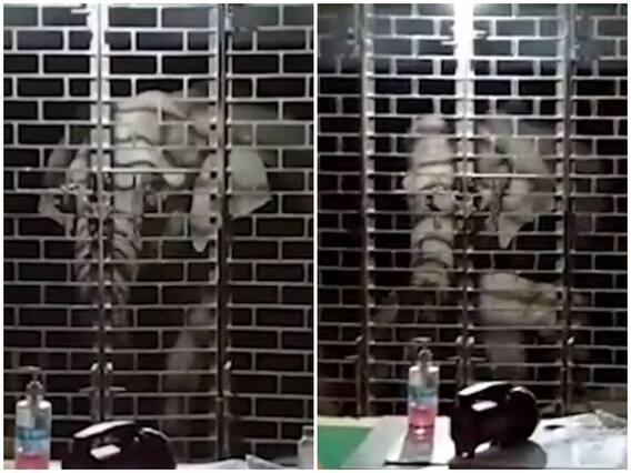 Watch: हाथी और उसके बच्चे ने पुलिस स्टेशन पर बोला धावा, पुलिसकर्मियों को बनाया बंदी Watch: हाथी और उसके बच्चे ने पुलिस स्टेशन पर बोला धावा, पुलिसकर्मियों को बनाया बंदी