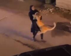 ਸ਼ੇਰਨੀ ਨੂੰ ਲੈ ਕੇ ਗਲੀ 'ਚ ਘੁੰਮਦੀ ਦਿਖੀ ਔਰਤ, ਵੀਡੀਓ ਵਾਇਰਲ