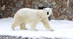 ਜਲਵਾਯੂ ਪਰਿਵਰਤਨ ਦਾ ਵੱਡਾ ਅਸਰ! ਅਮਰੀਕਾ ਛੱਡ ਰੂਸ ਵੱਲ ਭੱਜਣ ਨੂੰ ਮਜਬੂਰ ਹੋਏ ਭਾਲੂ