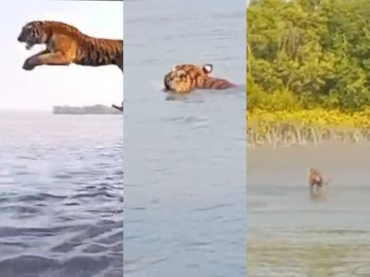 video of Foresters catch a tiger that has entered the villages and left it in the forest ஒரே ஜம்ப்... விட்ட வேகத்தில் காட்டை நோக்கி ஸ்விம் செய்த டைகர்...! வைரலாகும் வீடியோ..