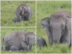 Watch: काजीरंगा राष्ट्रीय उद्यान में बच्चे को दूध पिलाती दिखी हथिनी, यूजर्स ने दिए दिल जीतने वाले रिएक्शन
