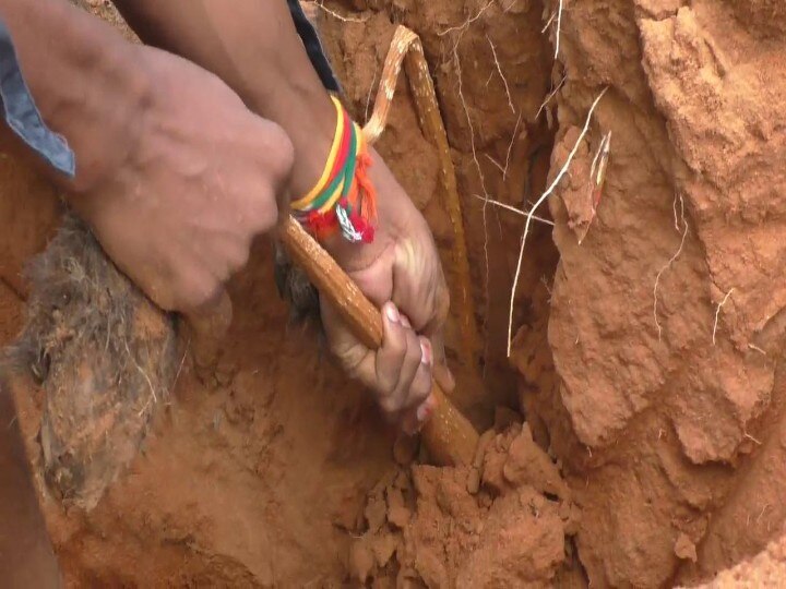 பொங்கல் திருநாளையொட்டி களைகட்டும் பனங்கிழங்கு  சாகுபடி