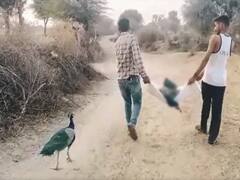 Nagaur Viral Video: पक्षी भी मनाते हैं साथी से बिछड़ने का गम, ये वीडियो देखकर आंखों पर नहीं होगा यकीन