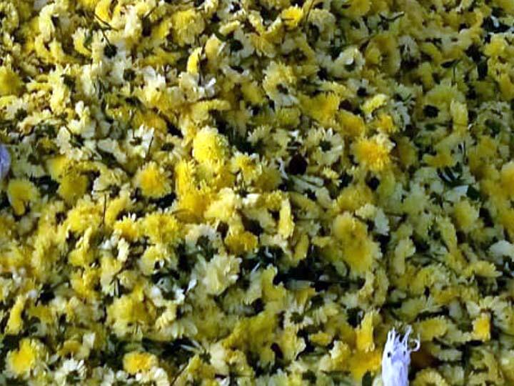 Chrysanthemum flowers cheap in Kumbakonam - 2 tons of Chrysanthemum flowers dumped in the trash every day கும்பகோணத்தில் சாமந்தி பூக்கள் விலை கடும் வீழ்ச்சி - தினமும் 2 டன் பூக்கள் குப்பையில் கொட்டும் அவலம்