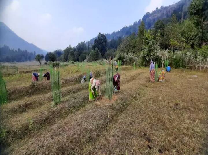 ਖਾਸ ਗੱਲ ਇਹ ਹੈ ਕਿ ਰਜਿਸਟ੍ਰੇਸ਼ਨ ਕਰਵਾਉਣ ਵਾਲਿਆਂ 'ਚ ਜ਼ਿਆਦਾ ਗਿਣਤੀ ਔਰਤਾਂ ਦੀ ਹੈ। ਪੋਰਟਲ ਅਨੁਸਾਰ ਇਸ ਪੋਰਟਲ 'ਤੇ ਲਗਪਗ 52.93 ਪ੍ਰਤੀਸ਼ਤ ਔਰਤਾਂ ਤੇ 47.06 ਪ੍ਰਤੀਸ਼ਤ ਪੁਰਸ਼ਾਂ ਨੇ ਰਜਿਸਟਰ ਕੀਤਾ ਹੈ।