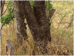 Watch: वायरल हो रही तेंदुए की कैमॉफ्लाज तस्वीर, छिपे हुए तेंदुए को देख पाना सबके बस की बात नहीं