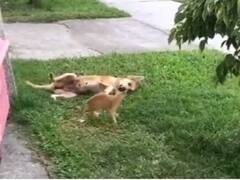 Watch: WWE स्टाइल में बिल्ली ने कुत्ते पर किया अटैक, डॉगी ने दिया ये मजेदार रिएक्शन!