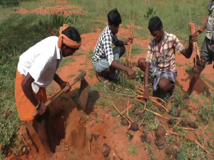 பொங்கல் திருநாளையொட்டி களைகட்டும் பனங்கிழங்கு  சாகுபடி