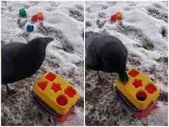 Watch: कौवे के आईक्यू लेवल से खुली रह गई सब की आंखें, चुटकी में सॉल्व किया पजल गेम