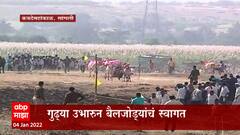 Sangli : नांगोळे फावत बैलगाडा शर्यतीला सुरुवात; गुढ्या उभारून केले बैलजोड्यांचे स्वागत