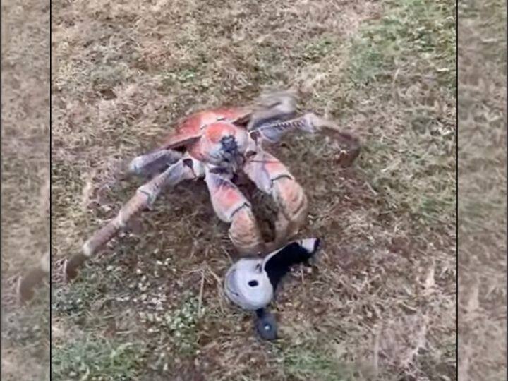 WATCH Giant Robber Crab Joins Golfers On Australian Island, Snaps A