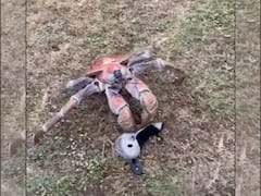 WATCH | Giant Robber Crab Joins Golfers On Australian Island, Snaps A Golf Club Into Half