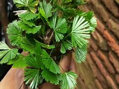 Plant Remedy: इन पौधों को लगाने से पितृ दोष होंगे दूर, आर्थिक स्थिति में भी आएगा सुधार