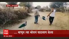Rajasthan : मुक्या जीवाची मुकी भावना, राजस्थानच्या मोराचा व्हिडीओ पाहून नेटिझन्स भावनिक