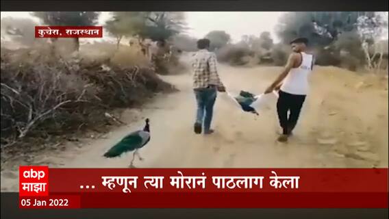 Rajasthan : मुक्या जीवाची मुकी भावना, राजस्थानच्या मोराचा व्हिडीओ पाहून नेटिझन्स भावनिक
