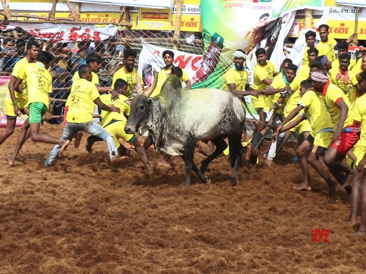 Jallikattu 2022: பார்வையாளர்களை தவிர்க்க முடியாது... தவிர்த்தால் அது ஜல்லிக்கட்டாக இருக்க முடியாது! கிரிக்கெட் Vs ஜல்லிக்கட்டு!