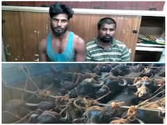 பசு பாதுகாப்பு பிரிவு என்று கூறி எருமை மாடுகள் ஏற்றி வந்த லாரியை மறித்து வசூல் வேட்டை : 2 பேர் கைது