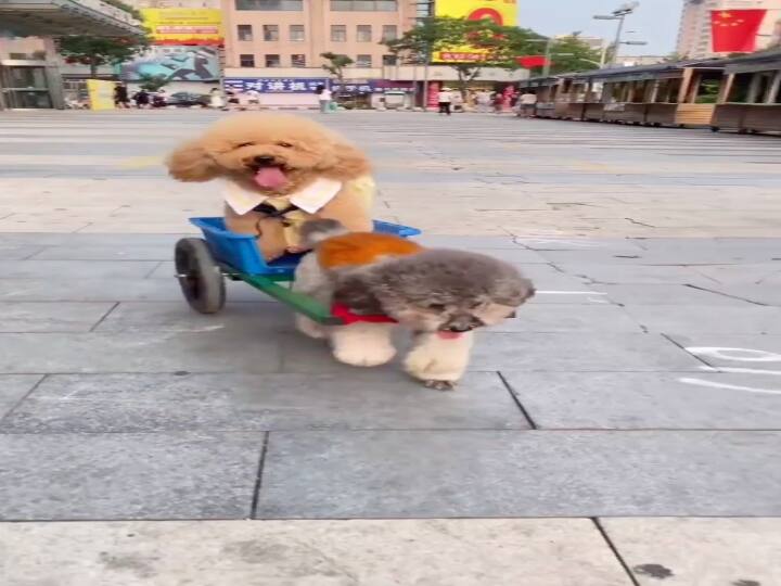 Video of two puppy pulling small cart goes viral see full video Watch: पपी की क्यूटनेस ने जीता लोगों का दिल, वीडियो देखकर आप कहेंगे 'How Cute'