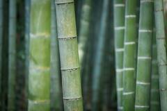 Bamboo Plants Usage: খেলনা, ডায়াপার, খাবার, ওষুধ, সবকিছুতেই কাজে লাগে বাঁশ