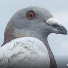 Pigeon : కాళ్లకి ప్రత్యేకంగా ఏర్పాటు చేసిన ట్యాగ్ తో కనిపిస్తున్న పావురాళ్లు