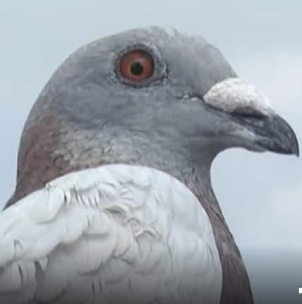 Pigeon : కాళ్లకి ప్రత్యేకంగా ఏర్పాటు చేసిన ట్యాగ్ తో కనిపిస్తున్న పావురాళ్లు