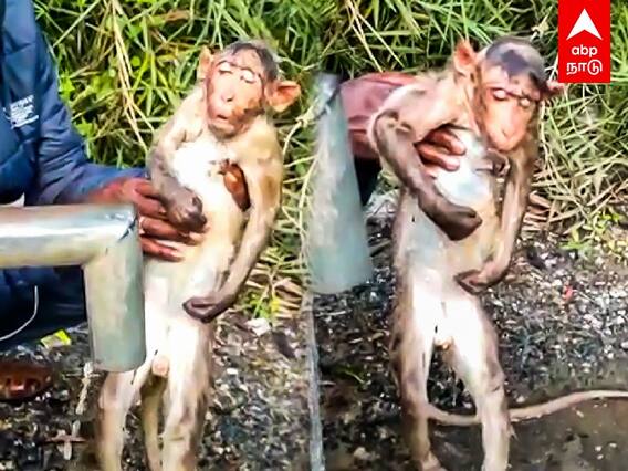 Kallakkurichi : அந்த மனசுதான் சார் கடவுள்...அடிபட்ட குரங்கை காப்பாற்றும் நபர்