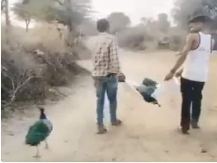 Peacock Farewell To Another Partner Funeral.. video goes on viral! Viral Video | 'உயிரே உயிரே பிரியாதே’ : துணையை கடைசிவரை வழியனுப்பிய மயில்… வைரலாகும் வீடியோ!