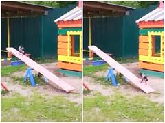 Watch: सी-सॉ पर खेलती दिखी चिड़िया के लोग हुए दीवाने, सोशल मीडिया पर वायरल हुआ वीडियो