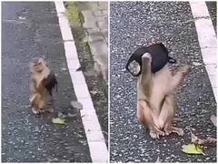 Watch: रोड पर बिना मास्क घूम रहा था बंदर, पुलिस का सायरन सुनकर ढक लिया पूरा चेहरा