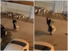 Watch: दहाड़ती शेरनी पर महिला ने पाया काबू, गोद में उठा कर ले गई घर