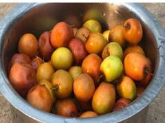 Jujube Immunity | எதிர்ப்பு சக்தி எப்பவும் இருக்கணுமா? இந்த பழத்தை மிஸ் பண்ணாதீங்க!
