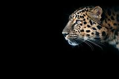 The Cheetah, Which Became Extinct In India, Is All Set To Return, Says Union Minister