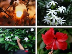 Spirituality: చీకటి పడ్డాక పూలెందుకు కోయకూడదు.. ఇదో చాదస్తమా..!