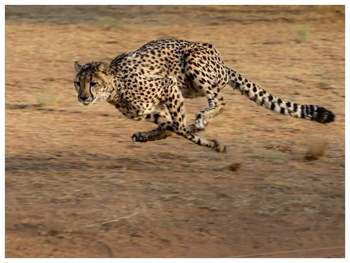 The Cheetah, Which Became Extinct In India, Is All Set To Return, Says Union Minister Tiger Reserves in India: শীঘ্রই ভারতে ফিরছে চিতা, জানালেন কেন্দ্রীয় পরিবেশমন্ত্রী
